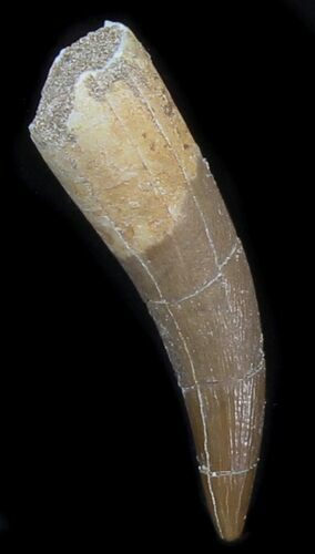 Curved Fossil Plesiosaur Tooth - Morocco #30662